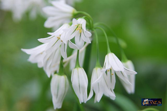 aglio - allium triquetrum.JPG